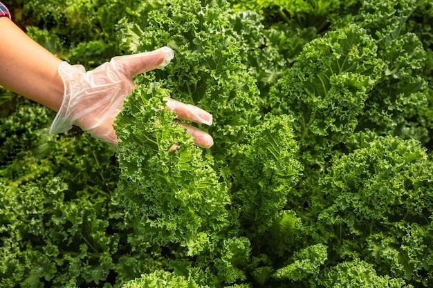 Frischer grüner Salat verlässt das Wachstum im Garten Nahaufnahme der hydroponischen Blattkohlsalat-Salatpflanze