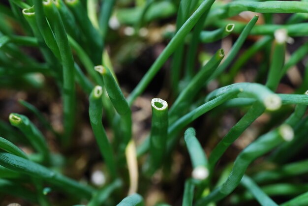 Frischer gruener schnittlauch aus dem garten im fruehling