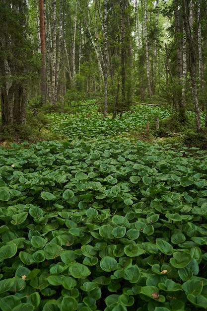 Foto frischer grüner sommerwald mit schöner pflanzenbettwäsche