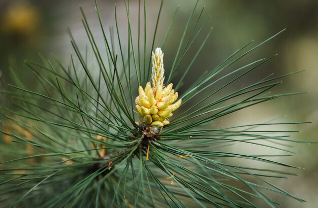 Frischer Kiefernkegel im Wald.