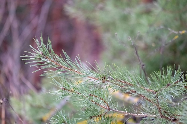 Frischer Kieferzweig in grüner Farbe