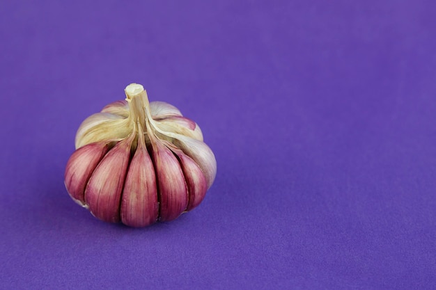 Frischer Knoblauch auf lila Hintergrund mit Kopierraum