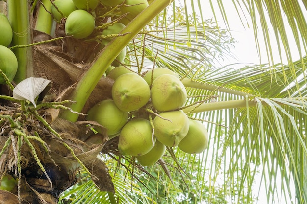 Frischer Kokosnusscluster auf Kokosnussbaum