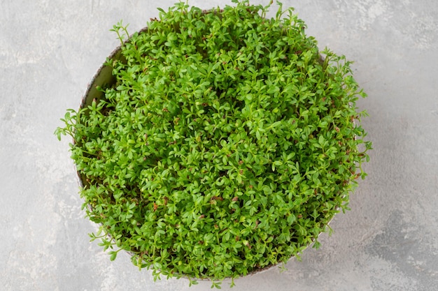 Frischer Kressesalat Microgreens in einer Keramikschale Veganes und gesundes Ernährungskonzept Mikrokräuter