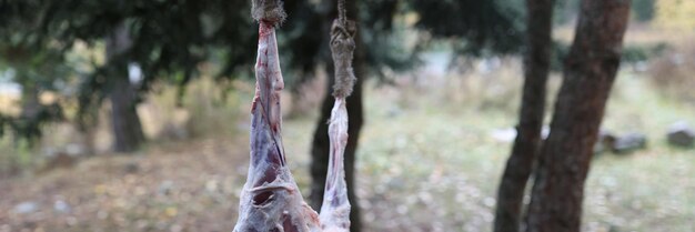 Frischer Lammkörper auf einem Baum, rohes Lammfleisch in der Nähe, frisches Fleisch im Freien kochen