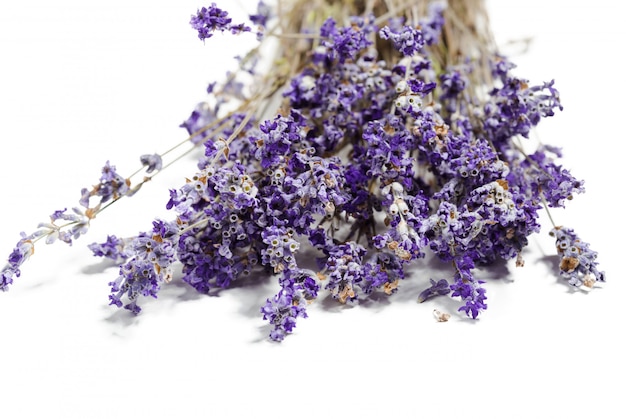 Frischer Lavendel