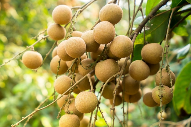 frischer Longan