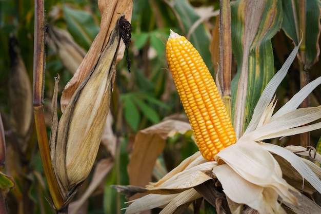 Frischer Mais am Stiel im Feld. Landwirtschaftskonzept