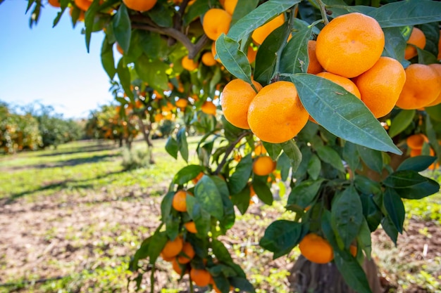 Frischer Mandarinenbaum im Garten. Landwirtschaftskonzeptfoto.