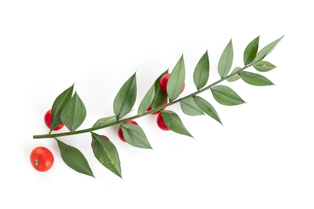 Frischer Metzgerbesen oder Ruscus aculeatus-Zweig mit Blättern und roten Früchten isoliert auf weißem Hintergrund