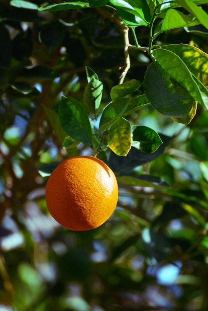 Frischer orange Obstbaum