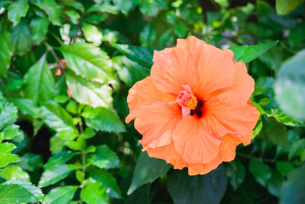 Frischer Orangenblütenknospen-Hibiskus oder Hibiskus-Nahaufnahme auf grünem Blatthintergrund, horizontale Sommerblumen- und botanische Stockbildbildtapete im Freien