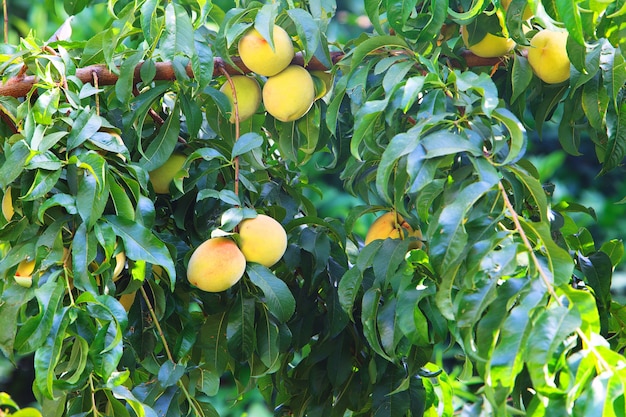 Frischer Pfirsichbaum, süße Pfirsichfrüchte, die auf einer Pfirsichbaumniederlassung wachsen