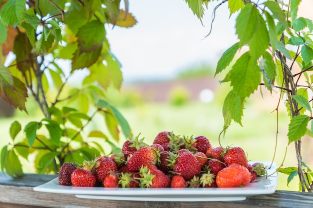 Frischer reifer roter Erdbeergarten