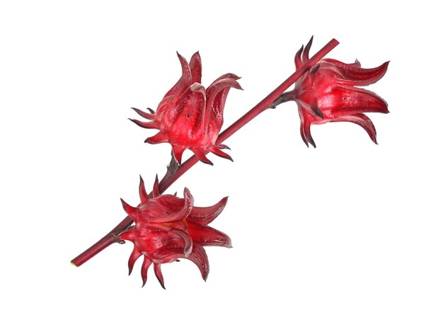 Frischer Roselle-Hibiskus Jamaikanischer Sorel Hibiscus sabdariffa Linn isoliert auf weißem Hintergrund