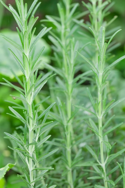 Frischer Rosmarin aus dem Garten