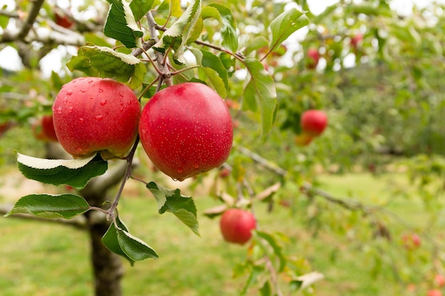 Frischer roter Apfelbaum