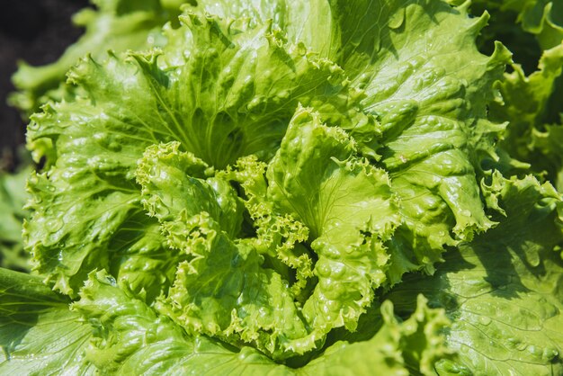 Frischer Salat im Gemüsegarten im Dorf in der Sonne. Nahaufnahme