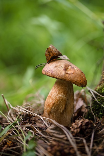 Frischer Speisepilz im Nadelwald Junger Steinpilz im Wald