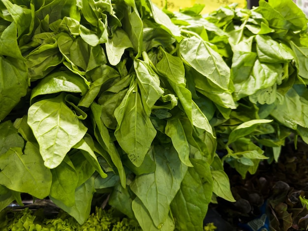 Frischer Spinat im Supermarkt Gemüse und Obst zur Wahl der Verbraucher Brasilianische Hortifrutti