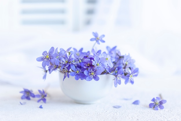 Frischer Strauß zarter Frühlingsblumen des Leberblümchens Hepatica Nobilis in einer weißen Vase