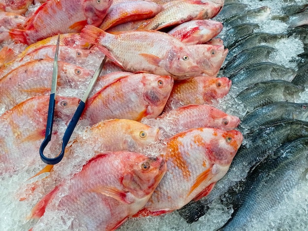 Frischer Talapia-Fisch auf Eisregal im MarktAnzeige zum Verkauf in Eis gefüllt im Supermarkt Es handelt sich um eine Art Süßwasserfisch, der normalerweise als Nahrungsquelle gezüchtet wird