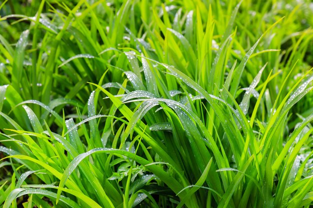 Frischer Tau auf der Nahaufnahme des grünen Grases