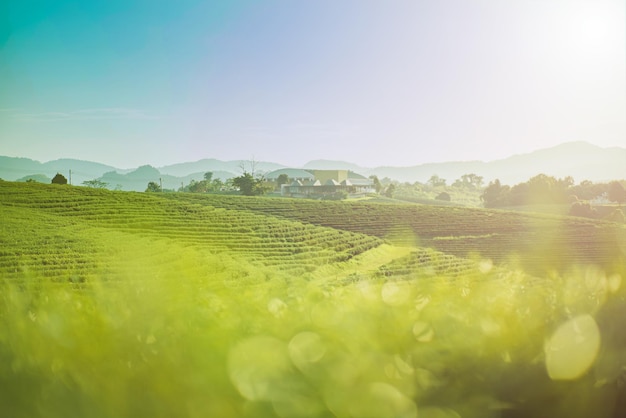 Frischer Tee und Teeplantagen in netter Atmosphäre