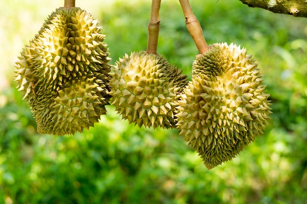 Foto frischer volcano durian-sisaket thailand auf baum