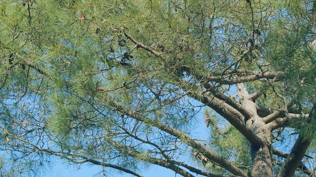 Frischer Wald Natur natürlicher Baum für den Hintergrund Nadelwald mit Fichten noch