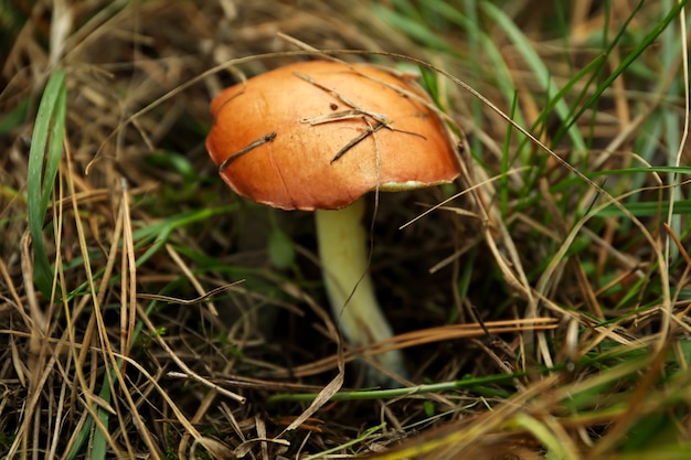 Frischer Waldpilz im Gras