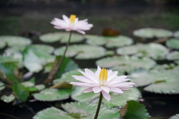 frischer weißer Lotus mit gelbem Stempel auf natürlichem Pool mit grünen Blättern