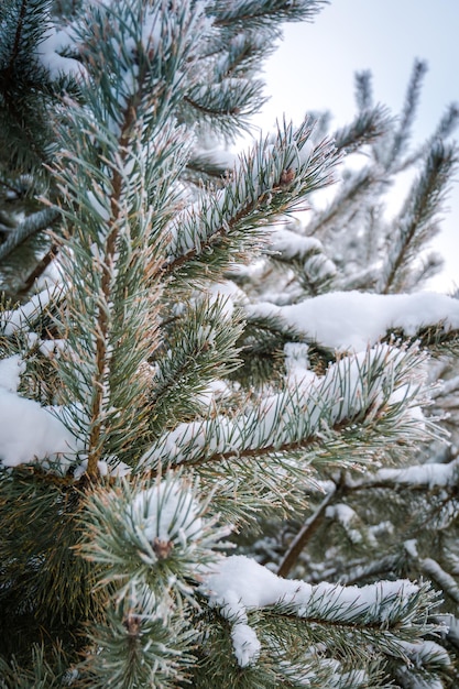 Frischer weißer Schnee auf Kiefernzweigen, natürlicher Winter.