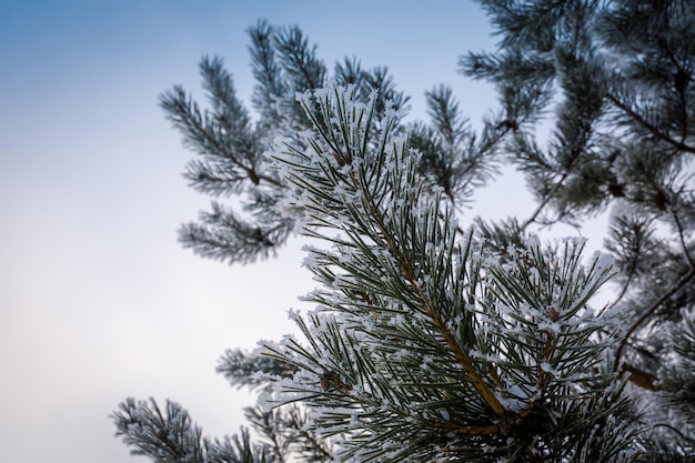 Frischer weißer Schnee auf Kiefernzweigen, natürlicher Winter.