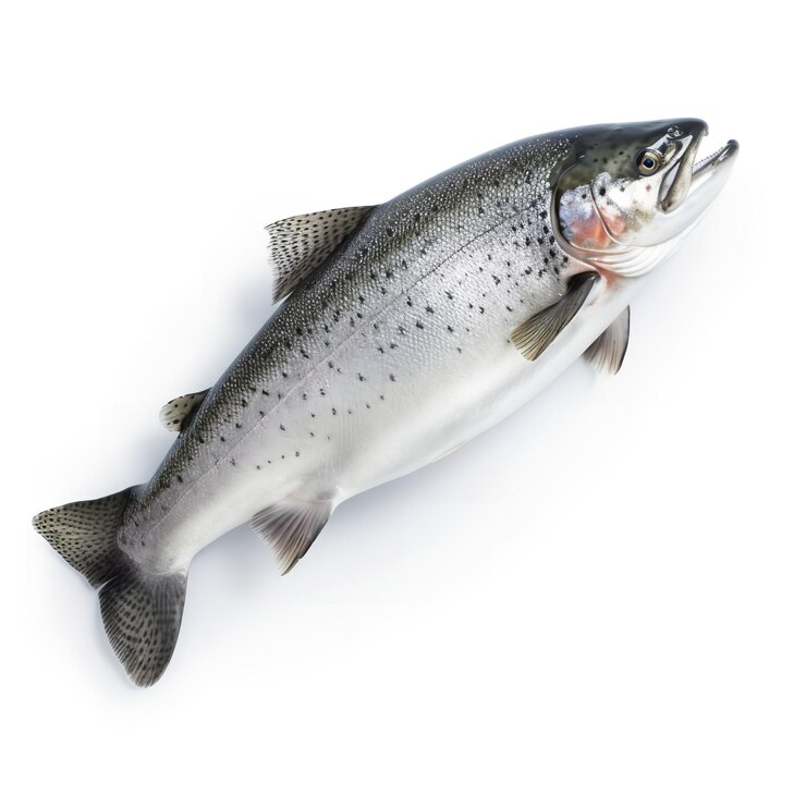 Foto frischer winterfisch auf weißem hintergrund