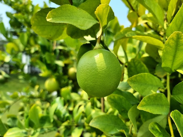 Frischer Zitronenbaum auf dem Bauernhof