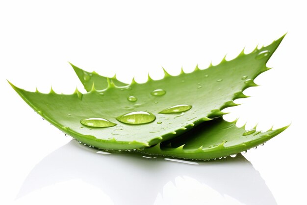 Foto frisches aloe-vera-blatt mit wassertropfen auf dunklem hintergrund mit kopierplatz