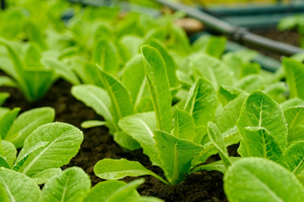 Frisches Bio-Cos-Salat-Gemüse im Bio-Landwirtschaftsbetrieb