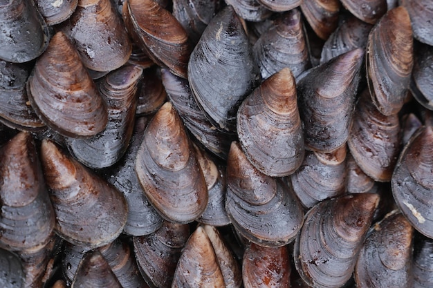 Frisches Black Shell-Rezept mit türkischem Zitronenessen