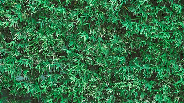 Frisches Blatt der grünen Farbe des Bambusbaums für Hintergrund
