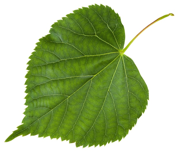 Foto frisches blatt des tilia-cordata-baums isoliert