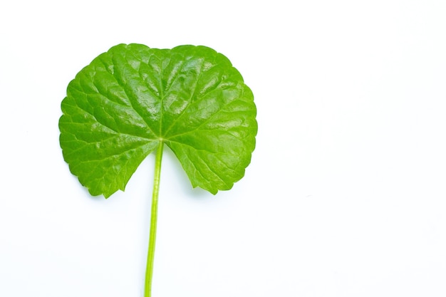 Frisches blatt gotu kola, kräuter und heilpflanze.