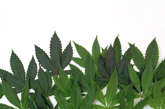 Frisches Cannabisblatt oder Marihuana auf weißem Hintergrund. Naturmedizinkonzept und Layout eines Rahmens.