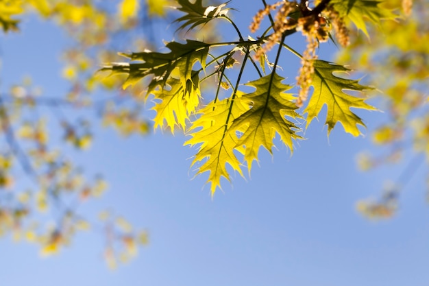 Frisches Eichenlaub im Sonnenlicht in der Frühlingssaison