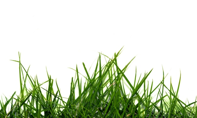 frisches frühlingsgrünes Gras, isoliert auf weißem Hintergrund
