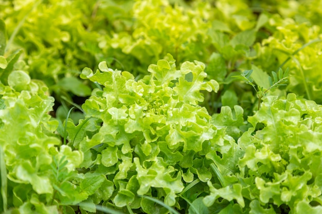 Frisches Gemüse auf dem Bauernhof zum Kochen und Salate angebaut