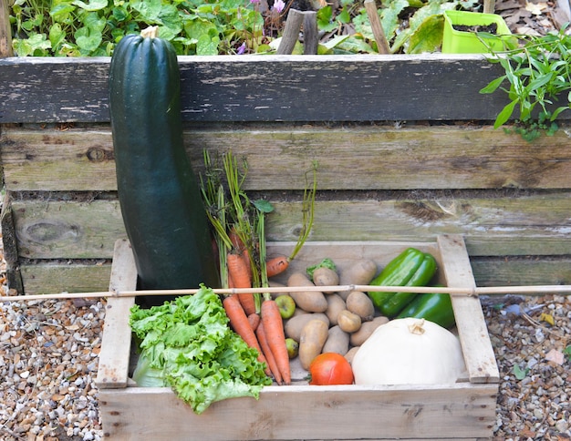 Frisches Gemüse in einer Gartenholzkiste