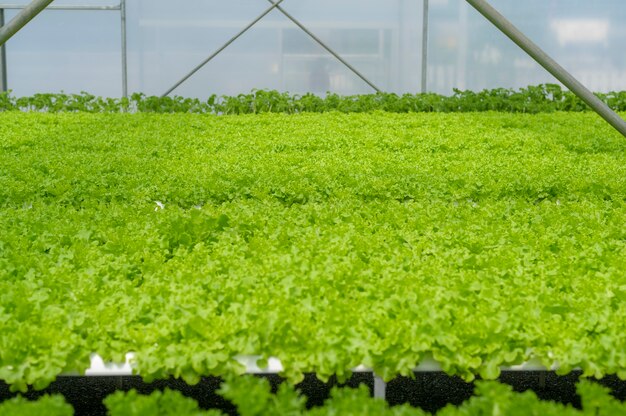 Frisches Gemüse in hydroponischer Gewächshausfarm, sauberes Essen und gesundes Ernährungskonzept