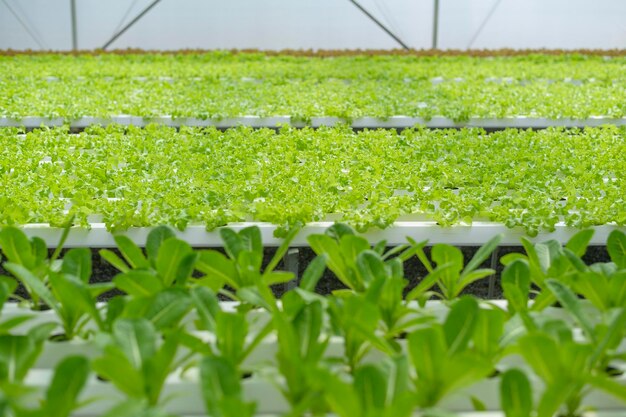 Frisches Gemüse in hydroponischer Gewächshausfarm, sauberes Essen und gesundes Ernährungskonzept