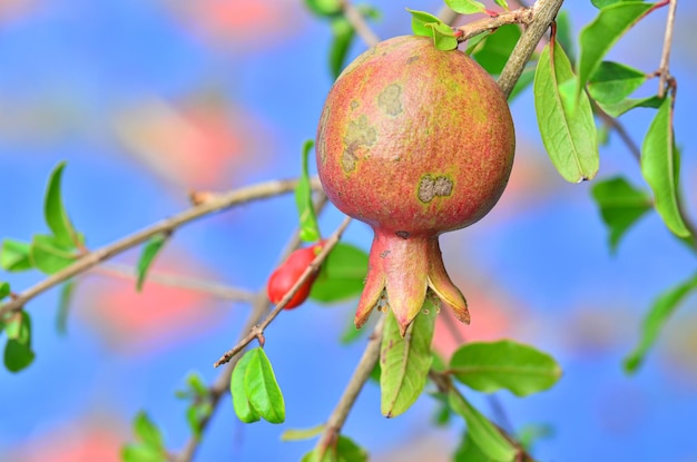 Frisches Granatapfel auf dem Baum